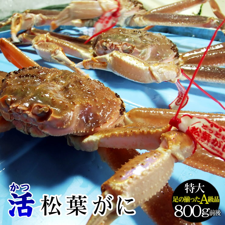 【予約販売】【[発送時に活きている]活松葉がに[タグ付：贈答用]特大　1枚(800g前後)【送料無料】松葉..