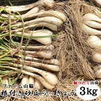 【予約販売】鳥取県北栄町産『ファーム山脇さんの根付き砂丘らっきょう』 【3kg】（サイズ混じり）砂付き[常温]【5月下旬〜6月中旬にご予約順発送予定】鳥取らっきょう ラッキョウ