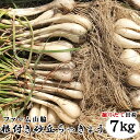 【予約販売】鳥取県北栄町産『ファーム山脇さんの根付き砂丘らっきょう』 【7kg】（サイズ混じり）砂付き[常温]【5月下旬〜6月中旬にご予約順発送予定】鳥取らっきょう ラッキョウ fss06