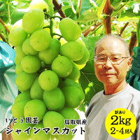 【いとう園芸産】シャインマスカット！2キロセット（2-4房入）送料無料【鳥取県産】 【ご自宅用お値打ち品】