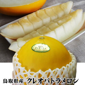 【黄色いメロン】珍しくて美味しい！黄色いメロンのおすすめは？