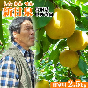 【中野農園】新甘泉【自家用】2.5kgセット(4-8程度)【送料無料】[常温]【鳥取県産】[農家指定商品]【9月下旬以降予約順出荷予定】しんかんせん 梨