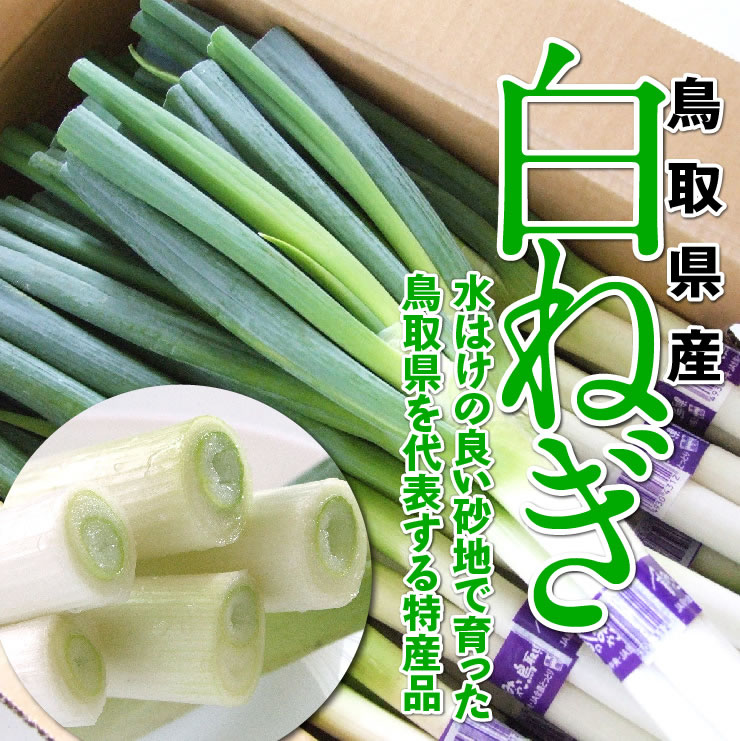 鳥取県産「白ねぎ」約3キロ　2L（2本×10束）[冷蔵][送料無料] しろねぎ 白ネギ（秋冬）