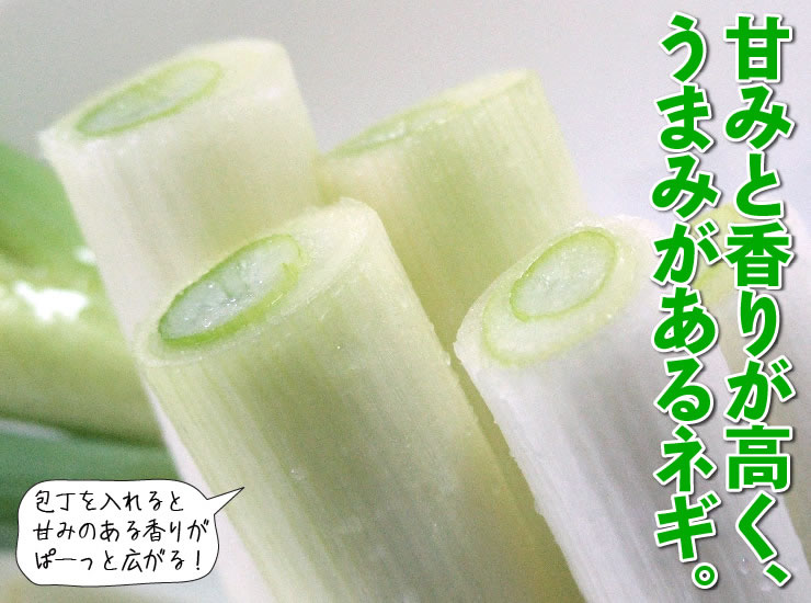 鳥取県産「白ねぎ」約3キロ　2L（2本×10束）[冷蔵][送料無料] しろねぎ 白ネギ（秋冬） 2