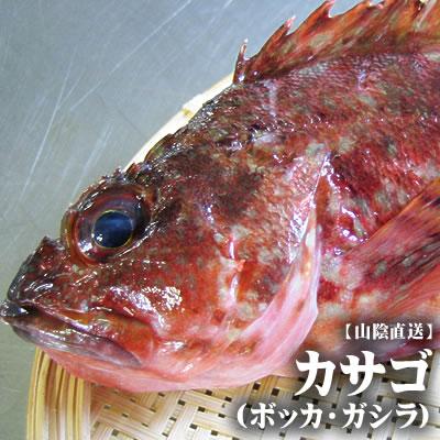 【スピード出荷】鳥取県産 カサゴ（ボッカ）[生]　1匹(300-390g程度)【お刺身・煮付け・唐揚げ♪】