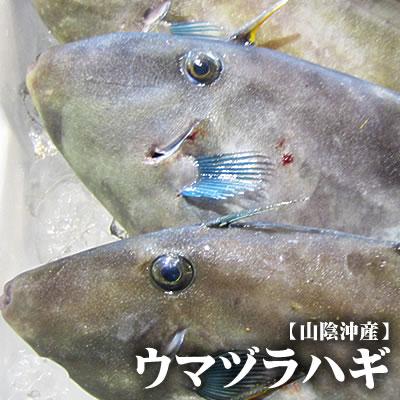 【スピード出荷】鳥取県産ウマヅラハギ[生]　特大　1匹(500-600g程度)【お刺身・煮付け♪】のサムネイル