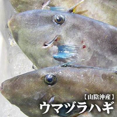 【スピード出荷】鳥取県産ウマヅラハギ[生]大　1匹(400-500g程度)【お刺身・煮付け♪】