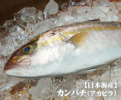 水揚げしたてだから活き活き！ カンパチの切り身の味噌漬け みなみ水産・鹿児島県