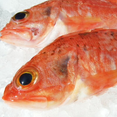 【スピード出荷】【鳥取県産】オキカサゴ（沖かさご）[生]　1匹(80g程度)【唐揚げ・煮つけ♪】のサムネイル