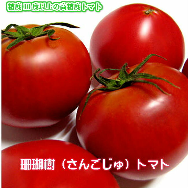 ＼母の日ギフト ／大人気！糖度10度以上の珊瑚樹トマト 1kg 誰が食べても旨いと驚く 高糖度 トマト 甘いトマト 国産 母の日　お誕生日 ギフト 産地直送 産直 お取り寄せグルメ ご当地グルメ