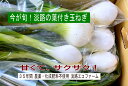 淡路島の無農薬 葉玉ねぎ 期日・数量限定 【送料無料】(北海道・沖縄・離島を除く)甘くて葉も食べられる 有機栽培歴35年以上 玉ねぎ タマネギ たまねぎプロも認...