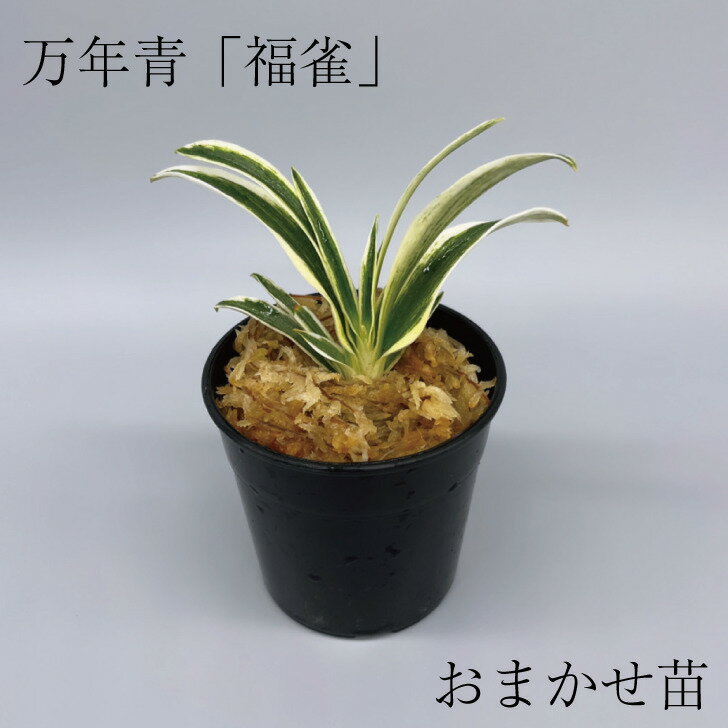 ◇福雀（おまかせ苗）◇ 万年青 引っ越し万年青 獅子万年青 開運植物 鉢植え オモト 引っ越しおもと 趣味おもと 高級万年青 高級おもと