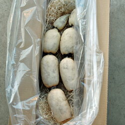 れんこん2kg