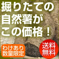 自然薯(じねんじょ) 訳あり800g前後【送料無料！！】 2