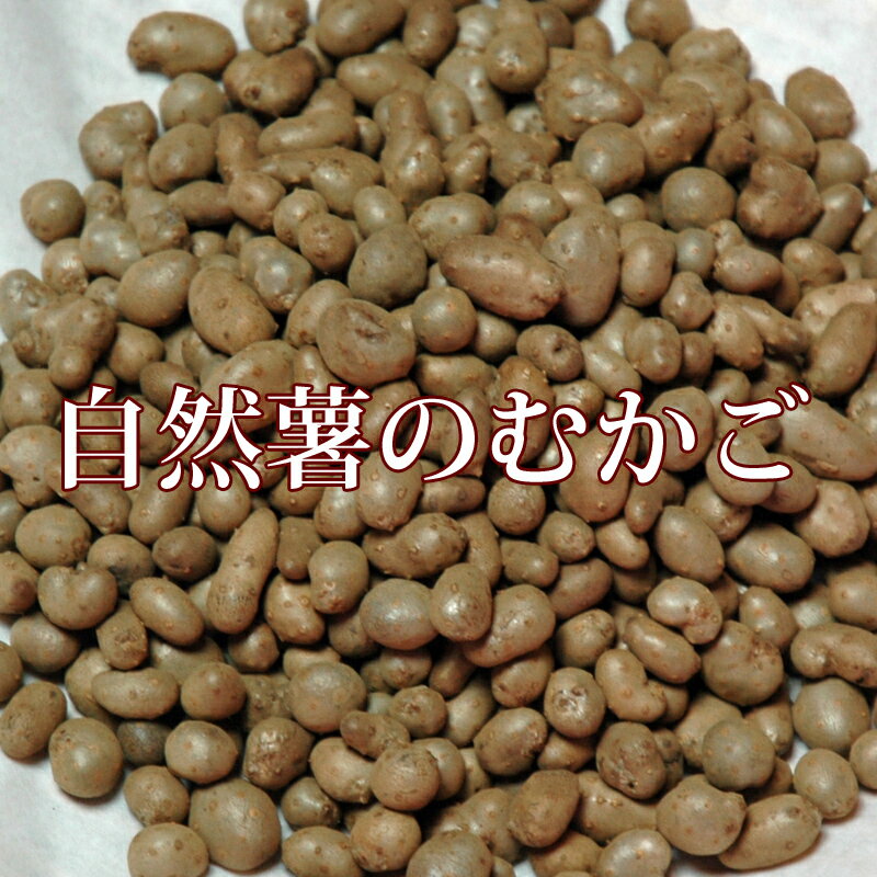 むかご 自然薯のムカゴ 500g 令和4年新物！！のサムネイル