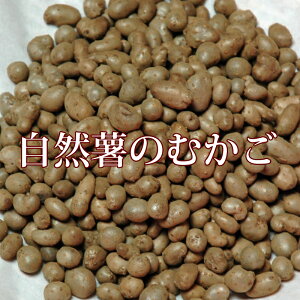 むかご 自然薯のムカゴ 500g 令和4年新物！！