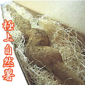 自然薯(じねんじょ)1本入約700g前後 茨城県産