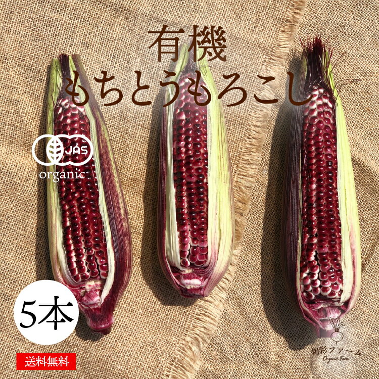 有機　もちとうもろこし　パープル　5本　紫とうもろこし　オーガニックとうもろこし　有機とうもろこし　有機JAS認証　化学肥料・農薬不使用　送料無料　とうもろこし　旬の野菜　野菜　産地直送のサムネイル
