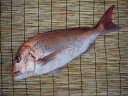 【送料無料】愛知県産 活〆 天然 真鯛 4kg以上