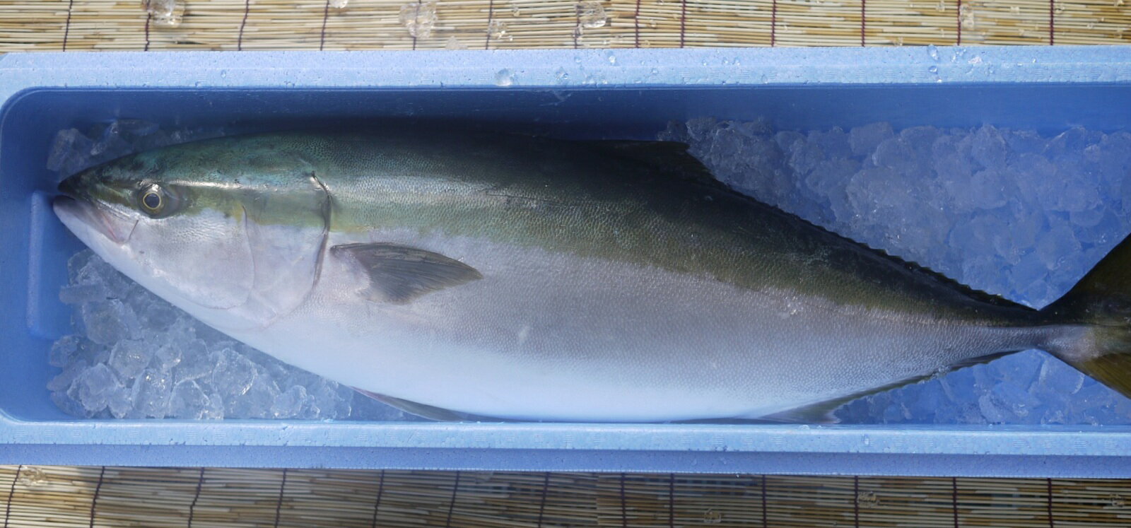 刺身にしてよし、ブリ大根や照り焼きにも最高に美味しいですよ。 ※産地は山陰・境港、京都・舞鶴、福岡・玄界灘、長崎のいずれかになります。 ■商品名 日本海で育った 天然・寒ブリ ■内容量 10kg以上 ■保存方法・賞味期限 冷蔵・・・到着後5日