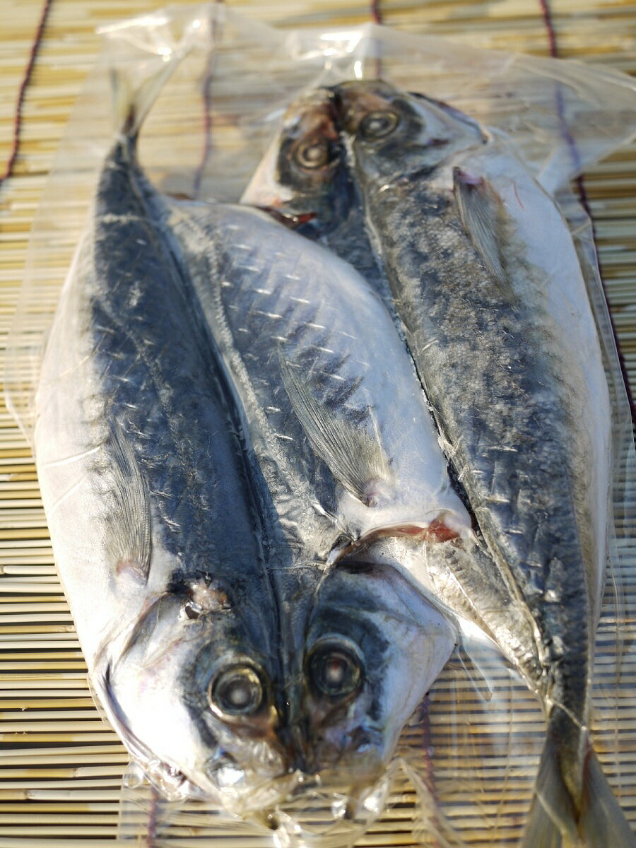 愛知県産 ムロアジ 干物 2尾