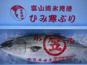 【送料無料】【ひみ寒ぶり宣言】富山湾 天然・氷見の寒ブリ（ひみ寒ぶり） 9kg〜10kg