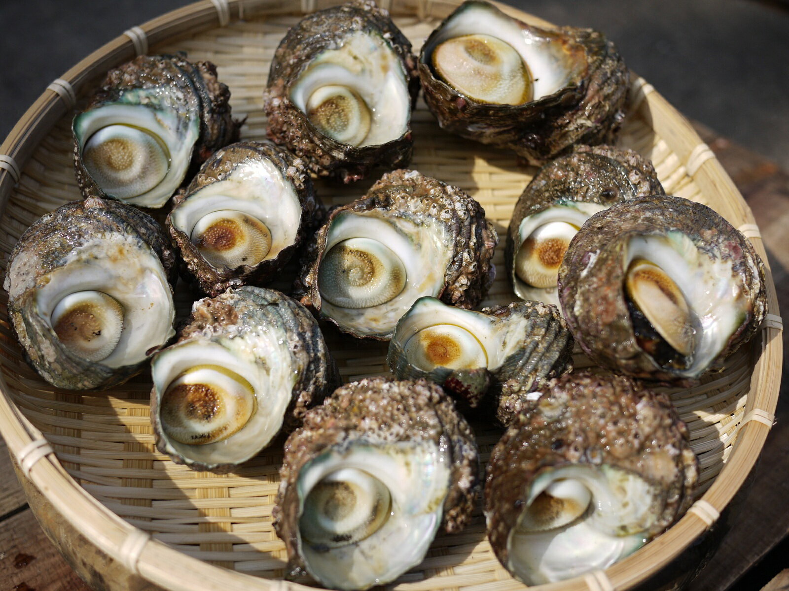 伊勢湾の海の恵み、天然活サザエをお届けします。 つぼ焼きにおすすめのサイズです。 ■商品名 豊浜漁港直送 天然　活サザエ　1kg ■内容量 1kg（10個前後） ■保存方法・賞味期限 冷蔵・・・到着後3日