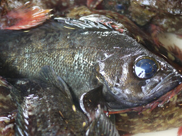 伊勢湾産 活じめ 釣り物 黒メバル（めばる・眼張） 1匹（200g前後）