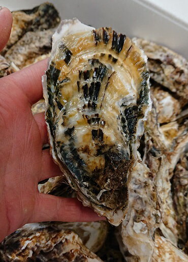 ■原材料名 愛知県篠島産　殻付き牡蠣 ■内容量 5kg（50個前後） ■賞味期限 冷蔵・・・3日 ■保存方法 冷蔵（10℃以下）