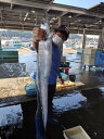 送料無料 愛知県産 太刀魚 1.5kg タチウオ ドラゴン シェンロン 神龍 天然 幻