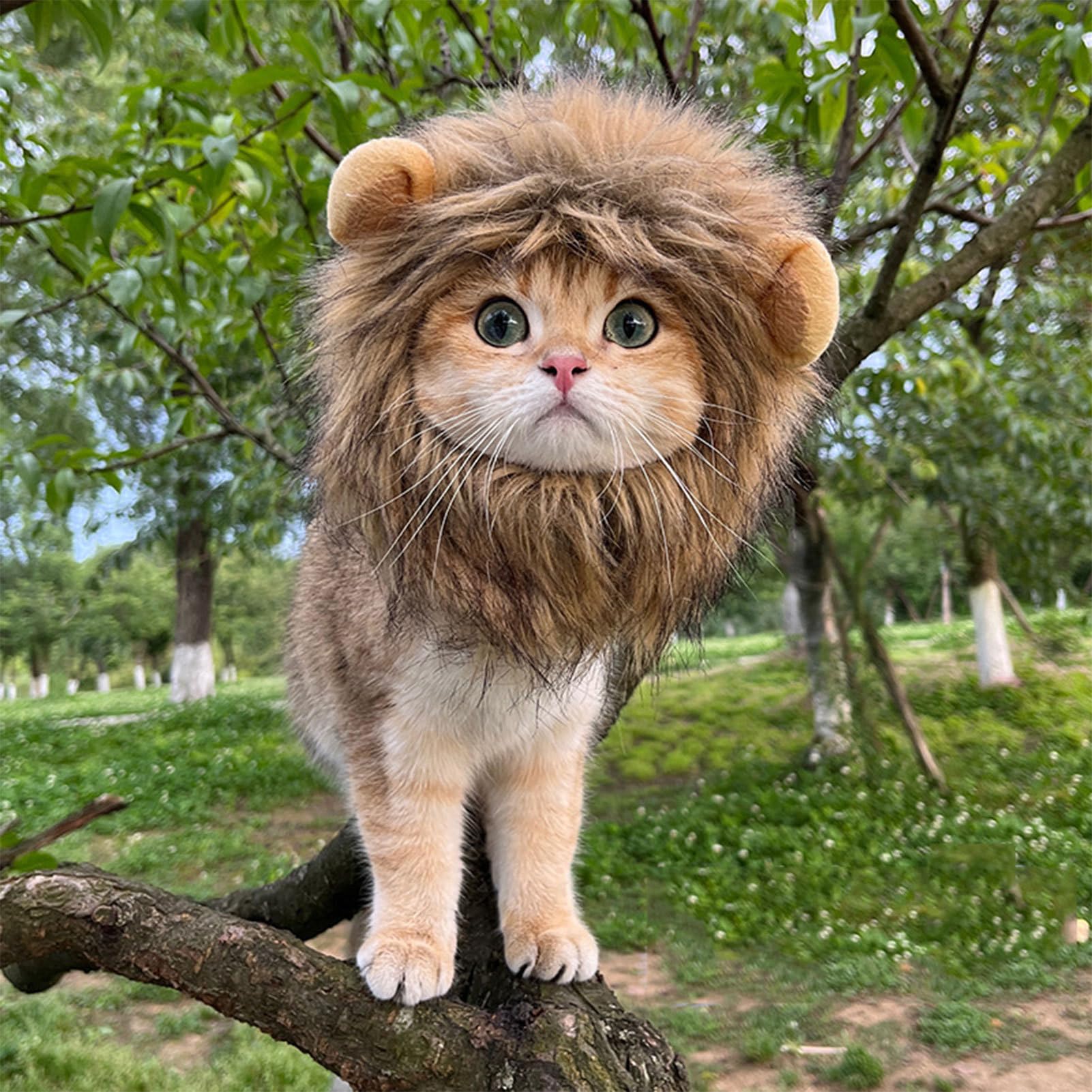 SZSS 猫のライオンのフード、子猫のライオン...の紹介画像3