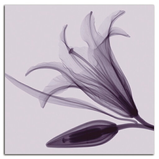 絵画 高級 花 Lily&Bud SIZE/mm 590*590 おしゃれ 壁掛け 絵 写真 インテリア 繊細美 レントゲン アート 韓国 絵画 高級 花 Lily&Bud SIZE/mm 590*590 おしゃれ 壁掛け 絵 写真 インテリア 繊細美 レントゲン アート 韓国