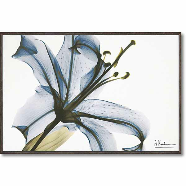 HANAE アートパネル 植物写真 キャンバス「リリー」S SZ小 花 TVBL