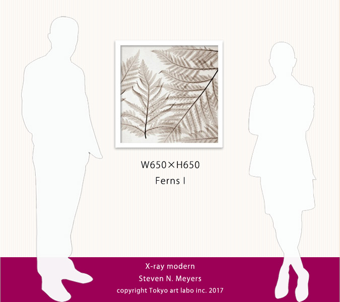 【8/5 クーポン配布中】 アートパネル 北欧 壁掛け 壁飾り 花 Ferns III シダ葉 レントゲンアート 絵画 インテリア おしゃれ シンプル 寝室 リビング オフィス ホテル 玄関 装飾 新築祝い 開業祝い 病院 クリニック サロンの商品画像 2