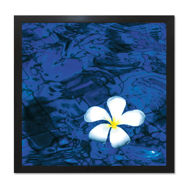 絵画 額入り 花 40cm おしゃれ 壁掛け 絵Frangipani アートフレーム インテリア 壁 装飾 店 額入りフランジパニ ハワイアン