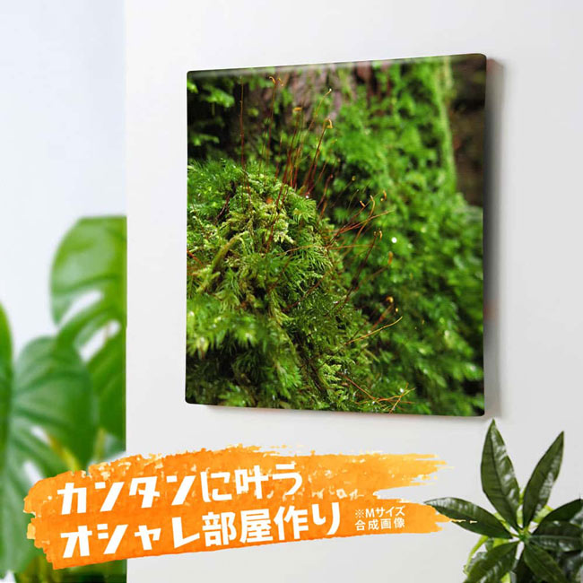 【ポイント5倍スーパーSALE】アートパネル 壁掛け インテリア 絵 アートパネル 絵 キャンバス 壁掛け コケや水草の風景写真