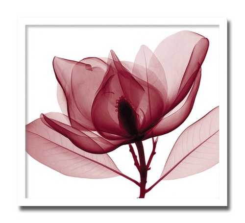 在庫有 絵画 花 Red Magnolia レッドマグノリア 絵 壁掛け モダン アート ポスター アートフレーム 超目玉 Www Bodegascasamontepio Com 在庫有 絵画 花 Red Magnolia レッドマグノリア 絵 壁掛け モダン アート ポスター アートフレーム 超目玉 Www Bodegascasamontepio Com