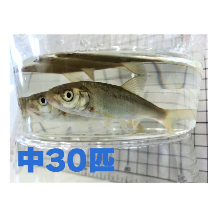 [832] 銀兵（ウグイ）30匹セット　中サイズ　約8～15cm程度 【他商品同梱不可】　※ノークレーム限定のサムネイル