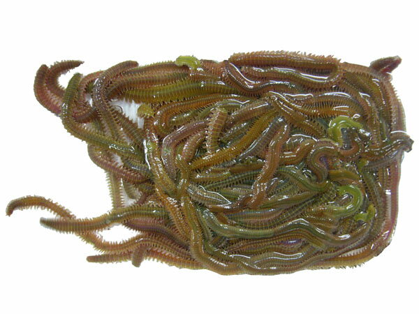 海釣りの定番 イソメ とは その正体や釣り餌としての使い方をご紹介 暮らし の