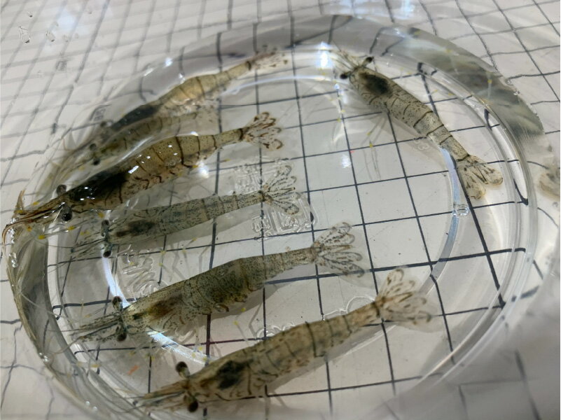 襨ӡʥ⥨ӡ50gΡ졼