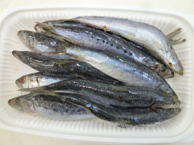 ꤨ२ꥸʥ륤亮(10ɤ)