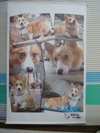 防煙ターポリン（テント生地)に大型油性顔料フルカラーインクジェットで出力します。 屋外に設置する横断幕や垂れ幕に最適です。 この商品はロゴ、イラストや写真を含んだ印刷です。 文字のみの場合はコチラになります。 写真やロゴ等は別途メール等にて弊社へ送付お願いします。 写真は300dpiあれば綺麗な印刷が可能です。 解像度が低くても弊社にて調整をおこなって印刷しますので問題はありません。 ですが、あまりにも解像度の低い画像で加工を行いますと鮮明な画像にならない場合があります。 また、入稿データをillustlatorで利用可能なベクターイメージ(パス化されたデータ）で入稿頂きますと、お値段を割引させて頂きます。 取り付け部位の加工はお客様の設置方法に合わせて上下か左右にハトメ(無料）もしくはアルミパイプ(+2,000円)となっております。 ハトメ等の加工位置も指定がある場合は備考欄に記入頂くかメールにてデザイン案と一緒にご連絡下さい。 ※針金、ロープ等はこの商品に付属しません。別途ご用意をお願いします。 ご注文頂いた後、デザイン内容を弊社にて確認しデザイン案を作製しお客様にメールでお送りします。 お客様にデザインの確認をして頂き、問題が無ければ作製、発送となります。 納期と配送について ご注文（デザイン内容確認)後、2〜3営業日でデザイン案を作成しご連絡します。 納期はデザイン決定後約1週間となっております。 サイズ、形状の関係で送料は800円となります。(8,820円以上送料無料の対象ではありません。） 他の送料無料商品と一緒にご購入頂いても別途梱包になる為、送料無料にはなりません。 また、配送会社も弊社が指定させて頂きます。