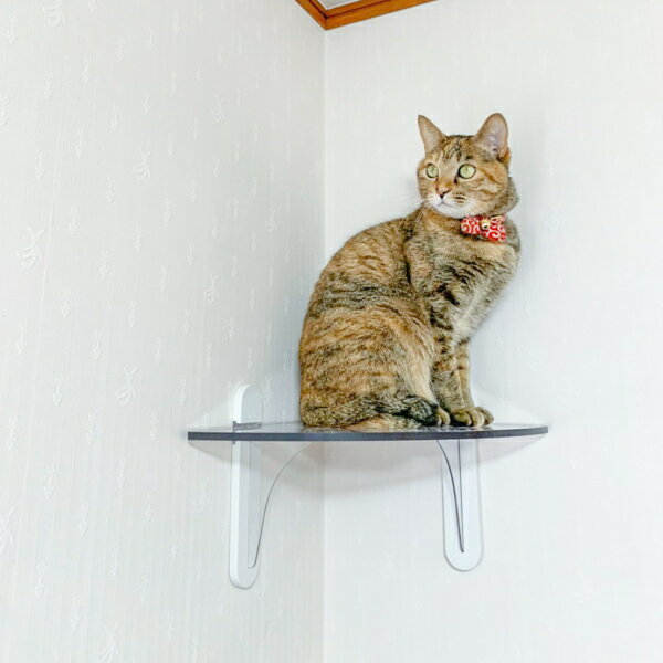 �����黺�ȡ�����åȥ��ƥåס�Cat Steps�˥����ʡ��ѡ�PC30R��1����