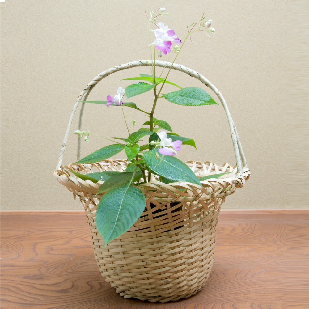 【茶道具 / 籠花入】 末広籠 玄々斎好写 切箔上塗竹入子