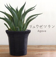 観葉植物 鉢植え リュウゼツラン 7号 幸運 グリーン 竜舌蘭 アガベ センチュリープランツ 植物 インテリア 男性 女性 春夏 秋冬 プレゼント ギフト ボタニカル グリーン