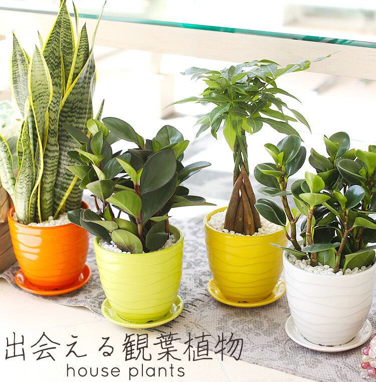 【送料無料】選べる出会える観葉植物 ペペロミア サンセベリア パキラ カラフル 鉢 お洒落 インテリア 春夏 秋冬 プレゼント ギフト ボタニカル グリーン ストレス解消 マイナスイオン