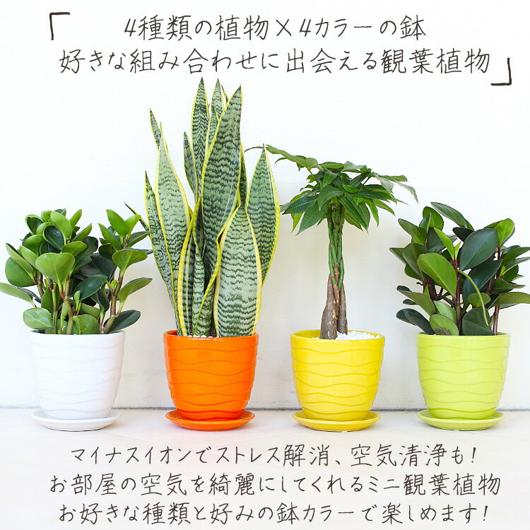 【送料無料】選べる出会える観葉植物 ペペロミア サンセベリア パキラ カラフル 鉢 お洒落 インテリア 春夏 秋冬 プレゼント ギフト ボタニカル グリーン ストレス解消 マイナスイオン