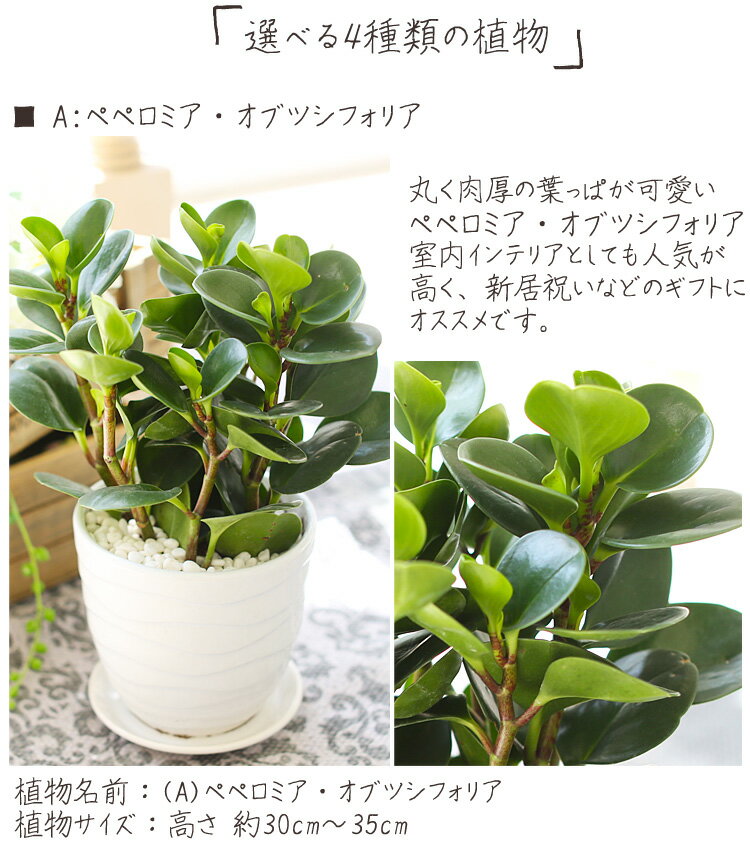 【送料無料】選べる出会える観葉植物 ペペロミア サンセベリア パキラ カラフル 鉢 お洒落 インテリア 春夏 秋冬 プレゼント ギフト ボタニカル グリーン ストレス解消 マイナスイオン