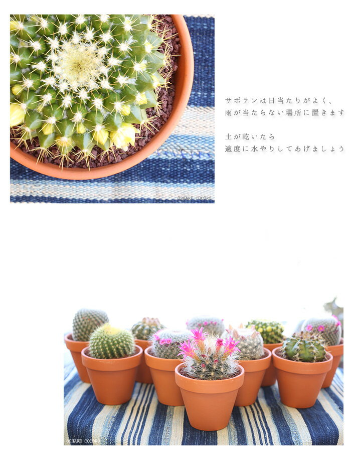 サボテンを水耕栽培で育ててみよう おすすめの容器や液肥もご紹介 Botanica