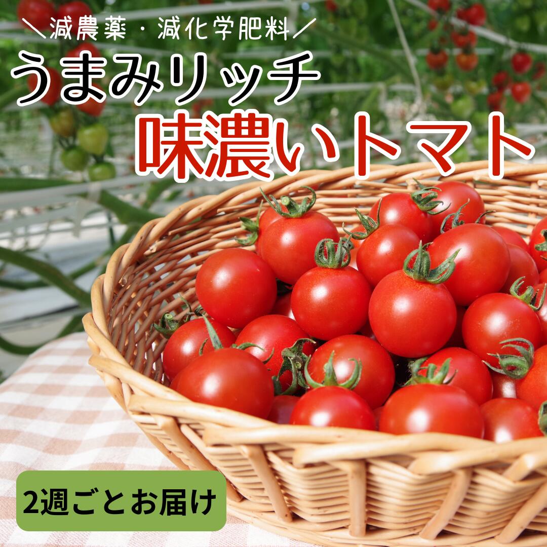 【ふるさと納税】 トマト 1 ~ 3キロ ミニトマト ベジライズ トマ・ランタン VegeRise | 生産者直送 1キロ 2キロ 3キロ 1kg 2kg 3kg 野菜 やさい とまと プチトマト 熊本県 玉名市 送料無料